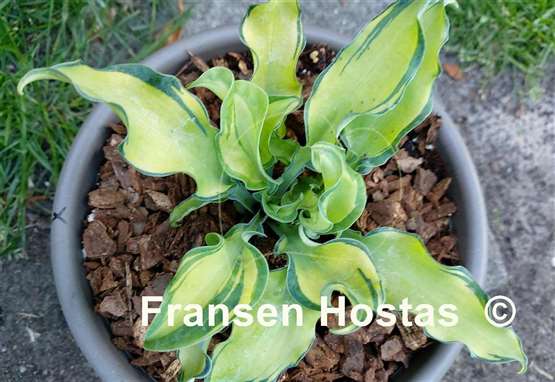 Hosta Gravity Rocks